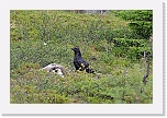 korppi_raven 1380b * 1276 x 848 * (1.06MB)